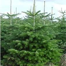 sapins de noel