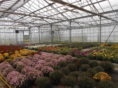 Plantes de Toussaint, disponibles chez votre fleuriste à St VIGOR.