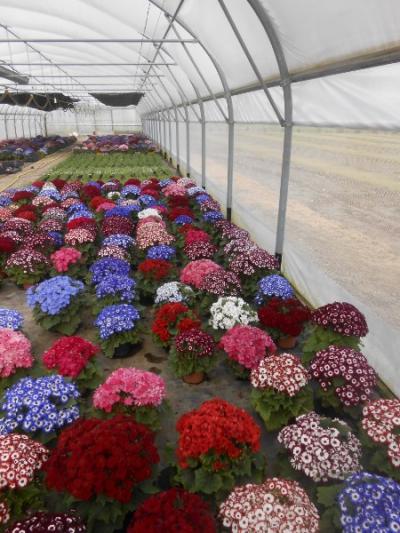 Plantes pour RAMEAUX QUI EST LE 14 AVRIL . N 'hésitez  pas à passer commande .