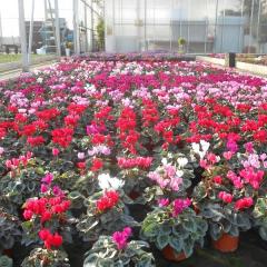 Cyclamens