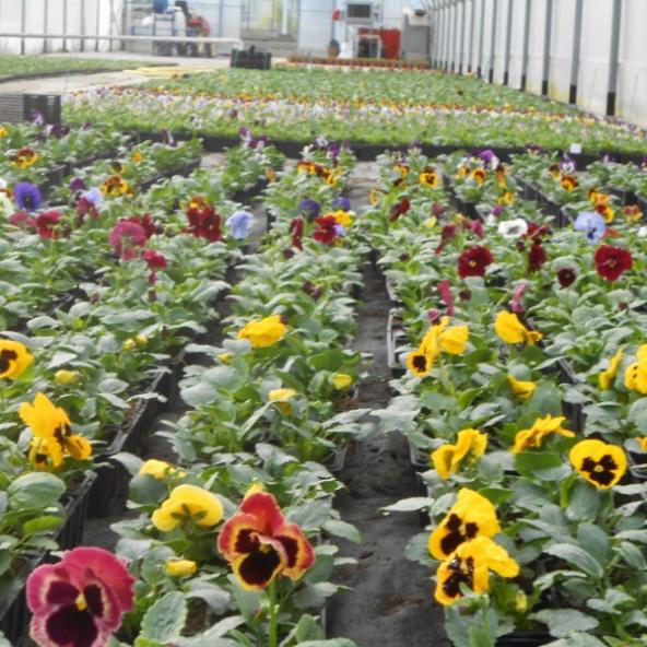 L'  autonme  arrive  bientot  chez votre fleuriste E  Guillemet .