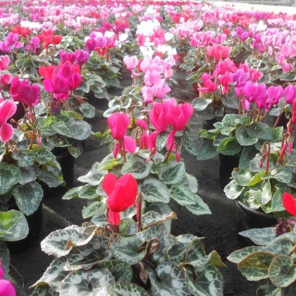 Cyclamens