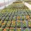 Nos Plantes exterieurs ou intérieurs pour toute occassion