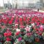 Cyclamens