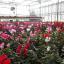 Cyclamens